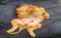 Mixed Breed dogs for sale: Beautiful setter pups Gordon/Irish  - Image 12
