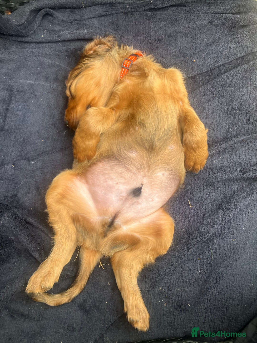 Mixed Breed dogs for sale: Beautiful setter pups Gordon/Irish  - Image 12