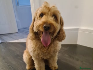 Cavapoo dogs in Ilford - Advert 6