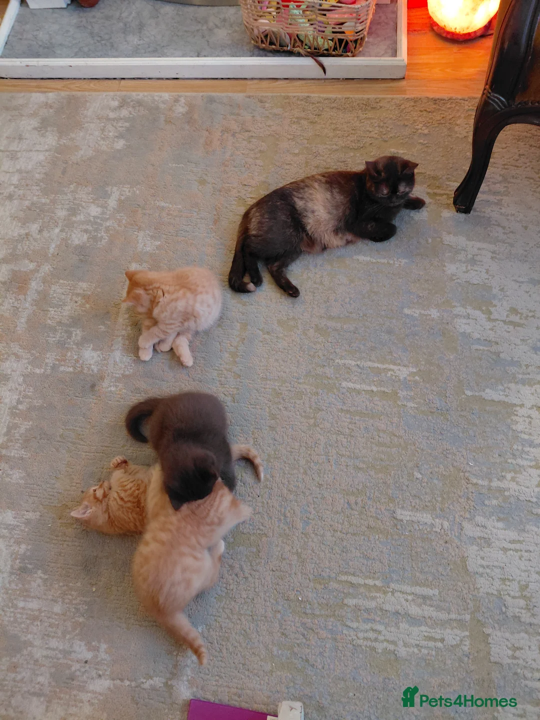 British Shorthair cats for sale: British shorthair kittens - Advert 2