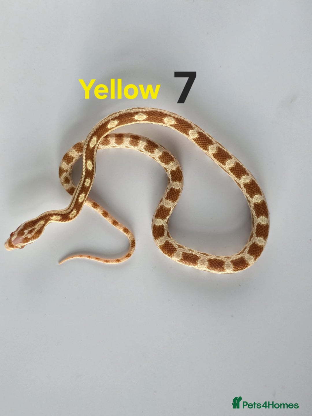 Corn Snake reptiles for sale: Baby Cornsnakes  - Advert 5