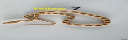 Corn Snake reptiles for sale: Baby Cornsnakes  - Advert 4