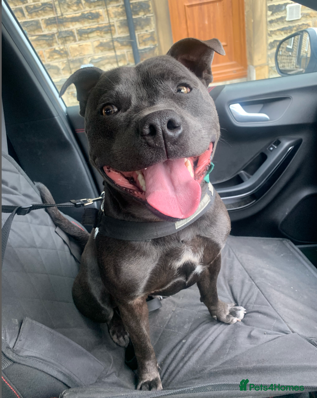 Staffordshire Bull Terrier dogs for sale: Obi is looking for a new loving home - Advert 3