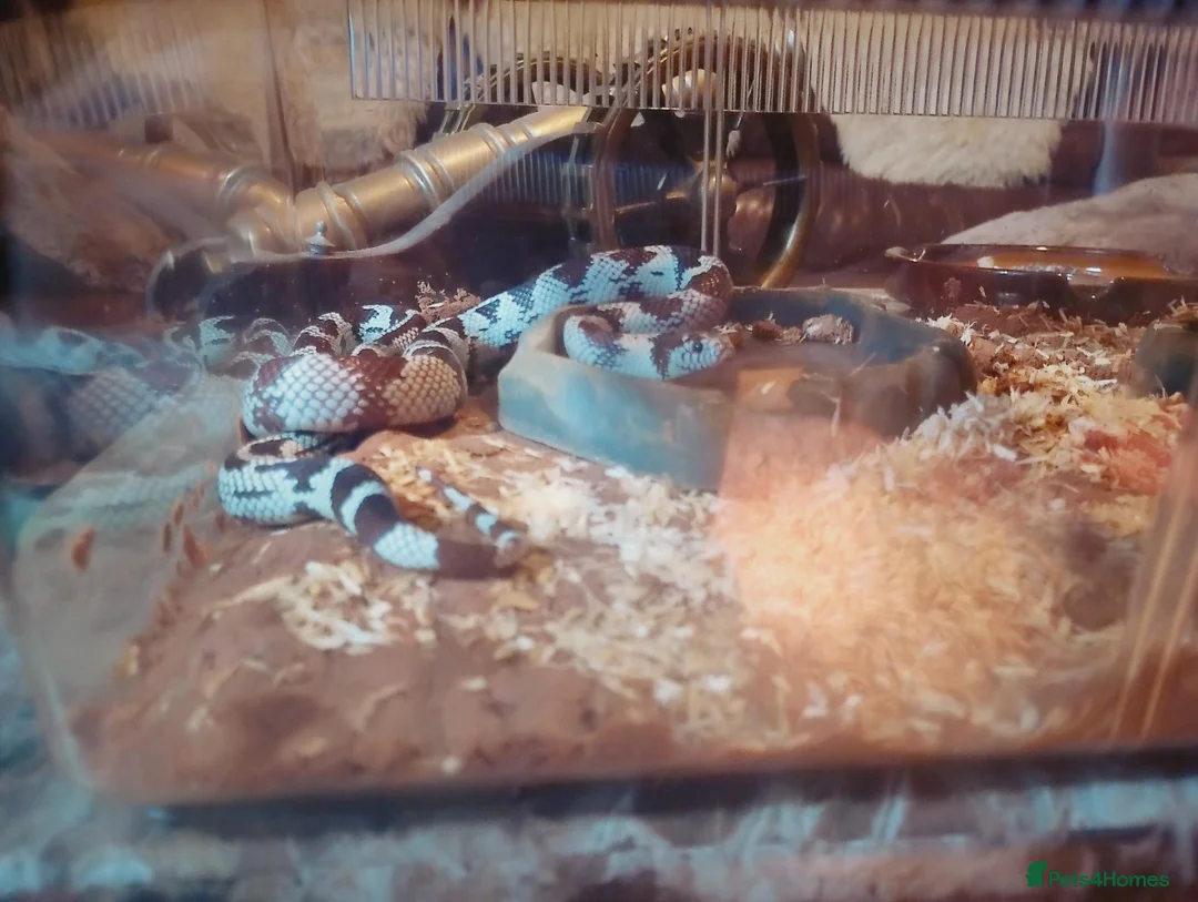King Snake reptiles for sale: KING CALI SNAKE  - Advert 1