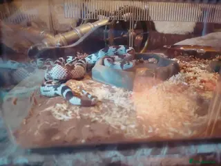 King Snake reptiles KING CALI SNAKE - Advert 1