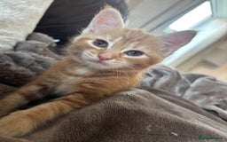 Maine Coon cats for sale: LAST MALE READY NOW - Image 4