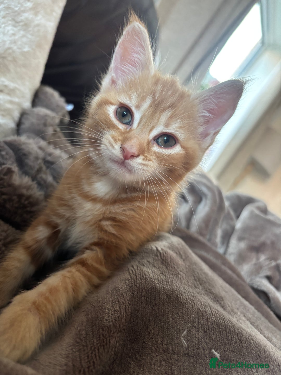 Maine Coon cats for sale: LAST MALE READY NOW - Image 4