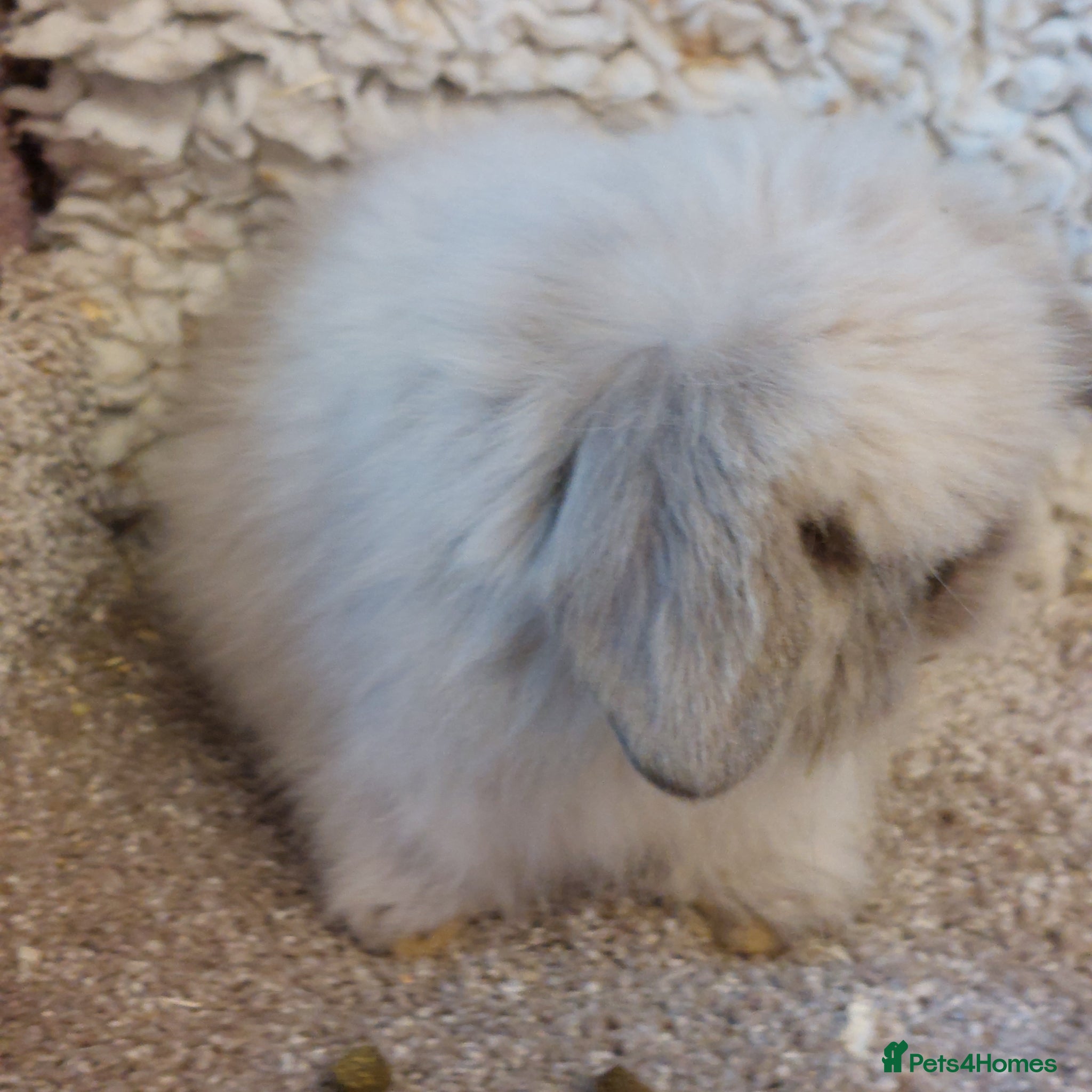 Mini Lop rabbits  2  boys LEFT mini lionlop babys ready to reserve  - Advert 20