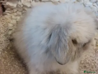 Mini Lop rabbits 2 boys LEFT mini lionlop babys ready to reserve - Advert 20