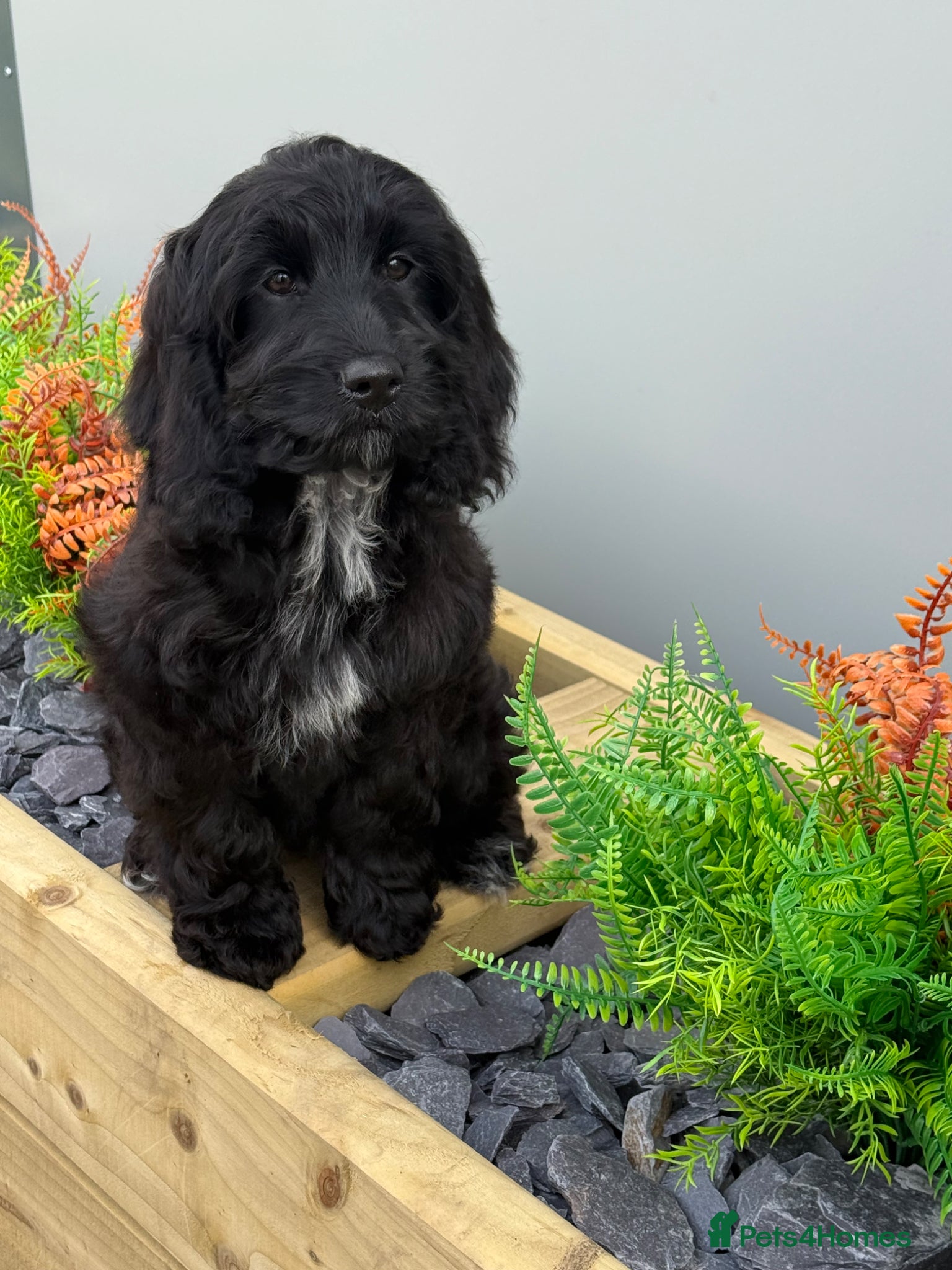 Cockapoo dogs F1 Show black Cockapoo girl  ready now - Advert 9