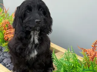 Cockapoo dogs F1 Show black Cockapoo girl ready now - Advert 9