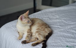 Siamese cats for sale: 🧬F1 BENAMESE KITTENS🧬  - Image 6