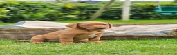 Labrador Retriever dogs for sale: Fox Red Labrador Puppies - Advert 1