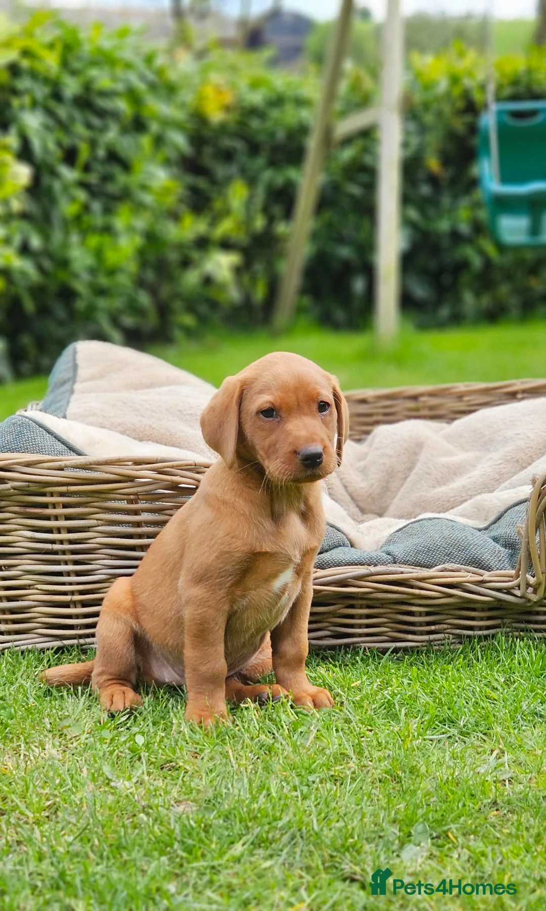 Labrador Retriever dogs for sale: Fox Red Labrador Puppies - Advert 1