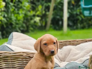 Labrador Retriever dogs Fox Red Labrador Puppies - Advert 1