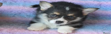 Welsh Corgi Pembroke Puppy 1