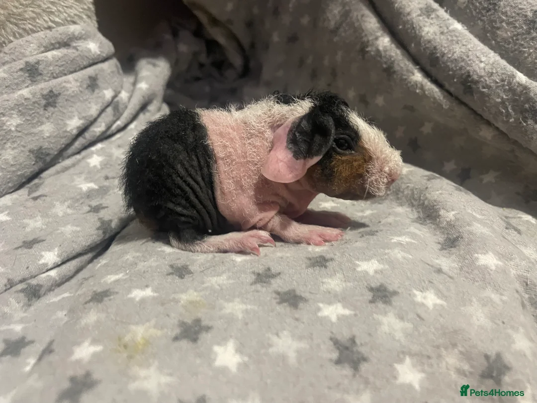 Guinea Pig rodents for sale: Female tri skinny pigs - Advert 3