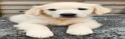 Golden Retriever dogs for sale: Chunky Cream Golden Retriever Puppies  - Advert 7