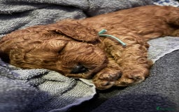 Cavapoo dogs for sale: Gorgeous Red Cavapoo Puppies - Image 13
