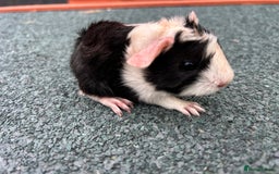 Guinea Pig rodents for sale: Beautiful Baby Guinea pigs to reserve  - Image 21