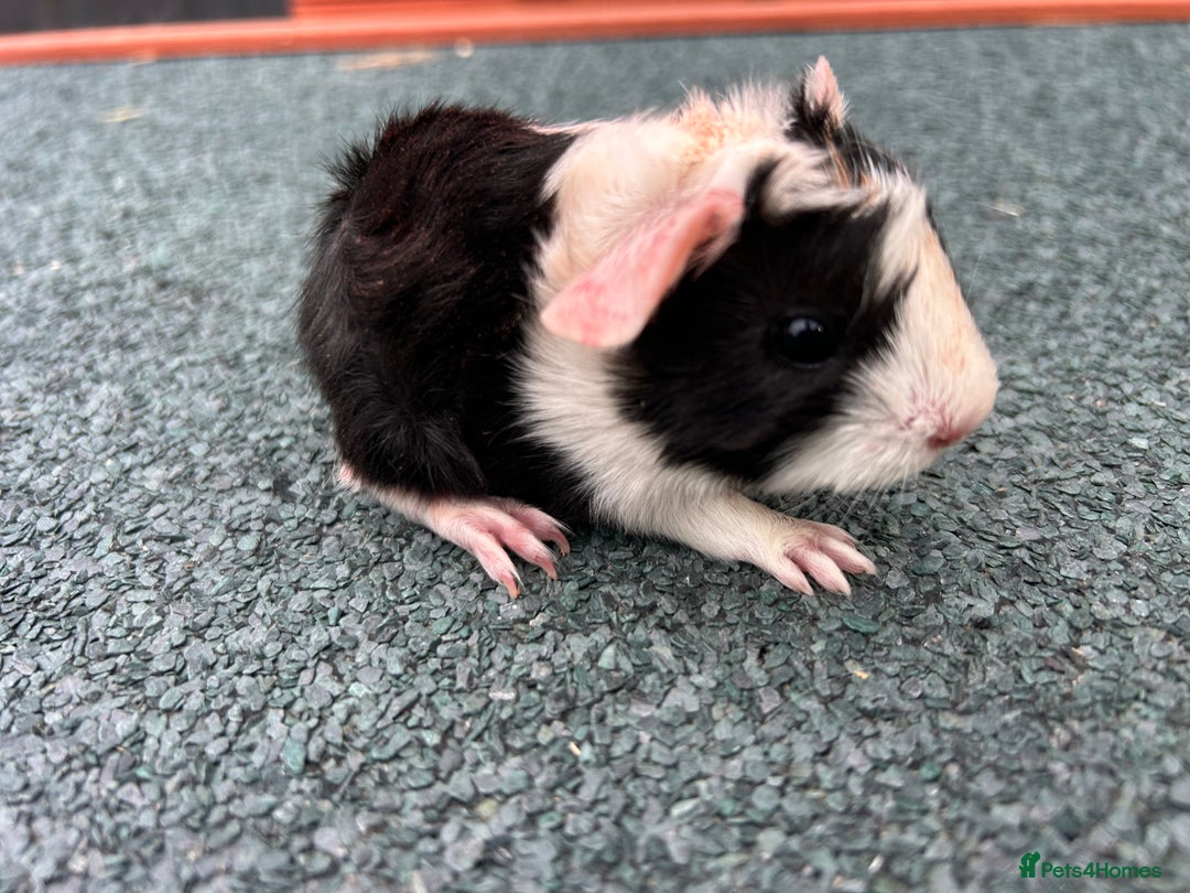 Guinea Pig rodents for sale: Beautiful Baby Guinea pigs to reserve  - Image 21