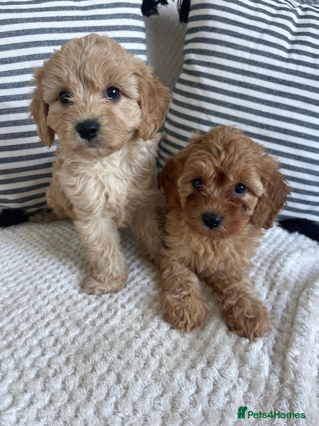 Cavapoo dogs for sale: STUNNING DNA TESTED TOY CAVAPOOS - Image 1