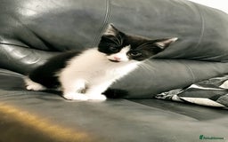 Domestic Shorthair cats for sale: Kittens ready now  - Image 4