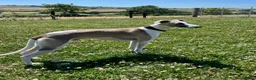 Whippet dogs for stud: Blue Fawn KC Registered Whippet available for stud - Advert 4