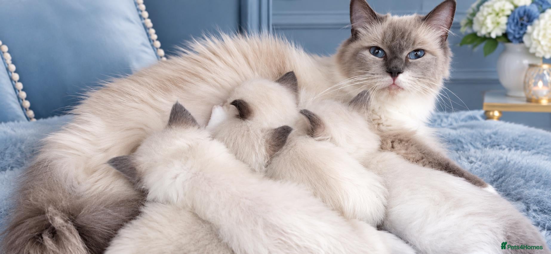 Ragdoll cats GCCF-registered Ragdoll kittens - Advert 2