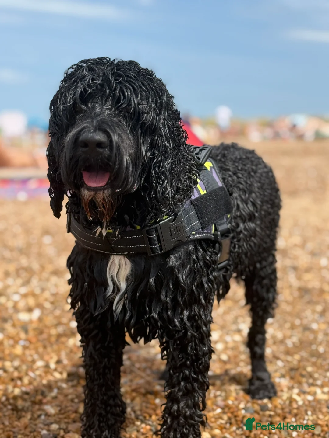 Portuguese Water Dog dogs for stud: Stud muffin lookin for lovin in Cambridge - Advert 7