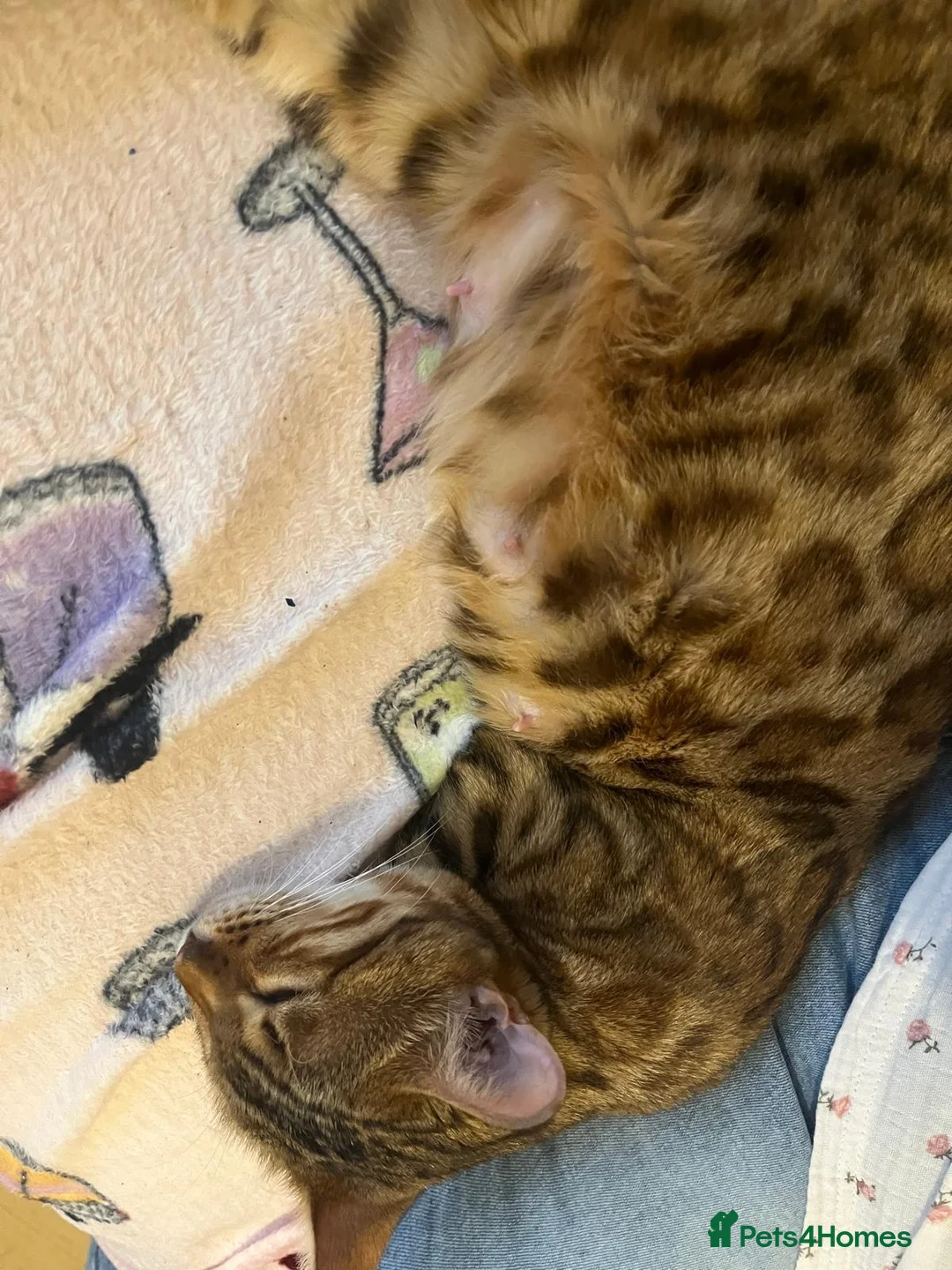 Mixed Breed cats for sale: Bengal x kittens  - Advert 1
