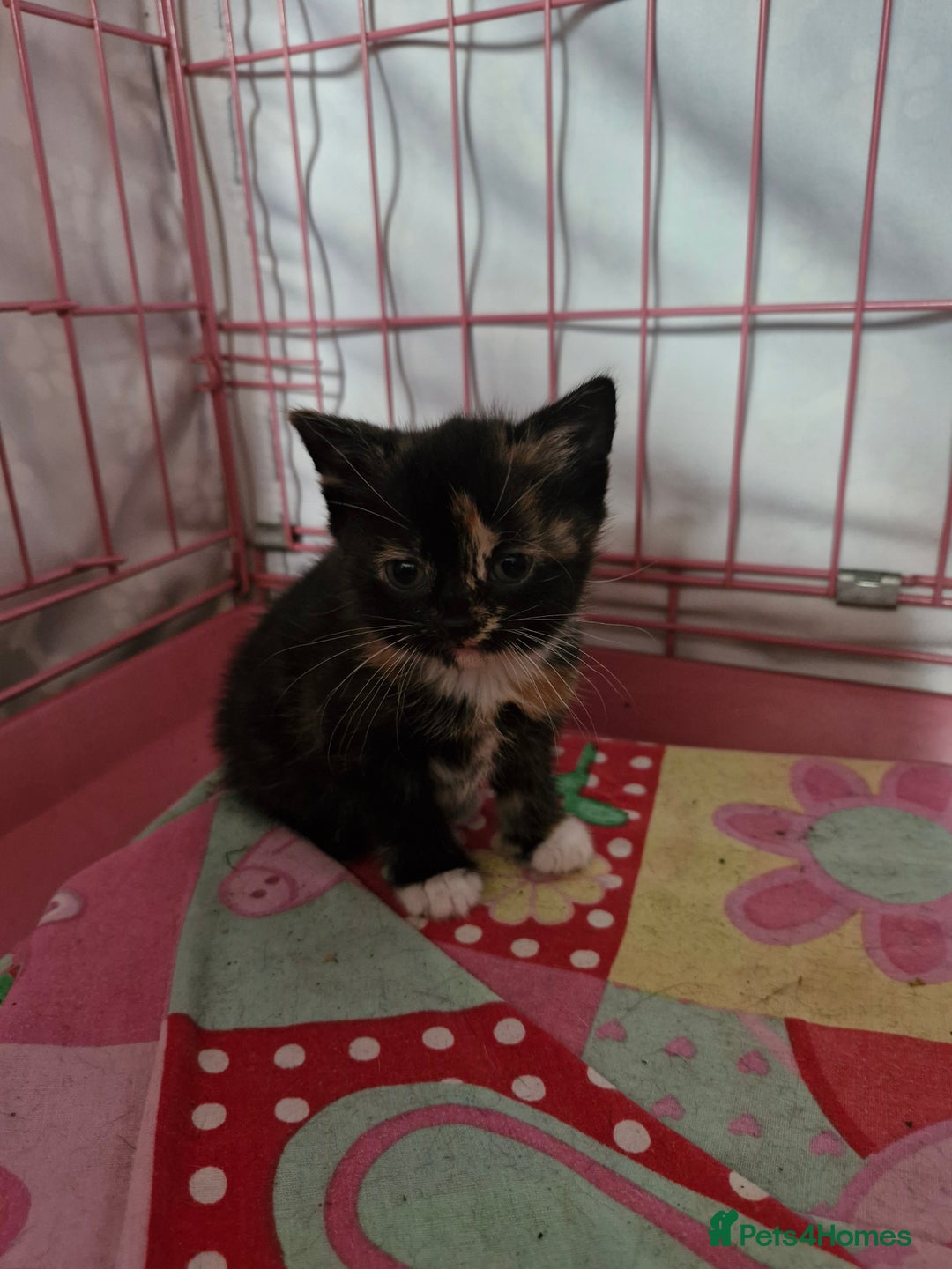 Mixed Breed cats for sale: 4 beautiful moggie girls  - Image 5