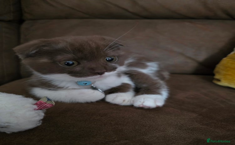 Scottish Fold cats - Advert 1