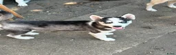 Siberian Husky dogs for sale: Siberian Husky Puppies for Sale - Advert 3