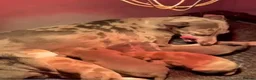 Italian Greyhound dogs for sale: Italian greyhound / whippet  - Advert 6