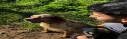 English Setter dogs for adoption: Selma in Brampton - Advert 9