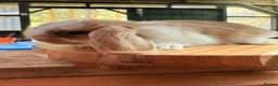 Mini Lop rabbits for sale: MINI LOP BUNNIES - PEDIGREE  - Advert 27