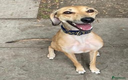 Mixed Breed dogs for sale: Beautiful saluki x greyhound for adoption - Image 8