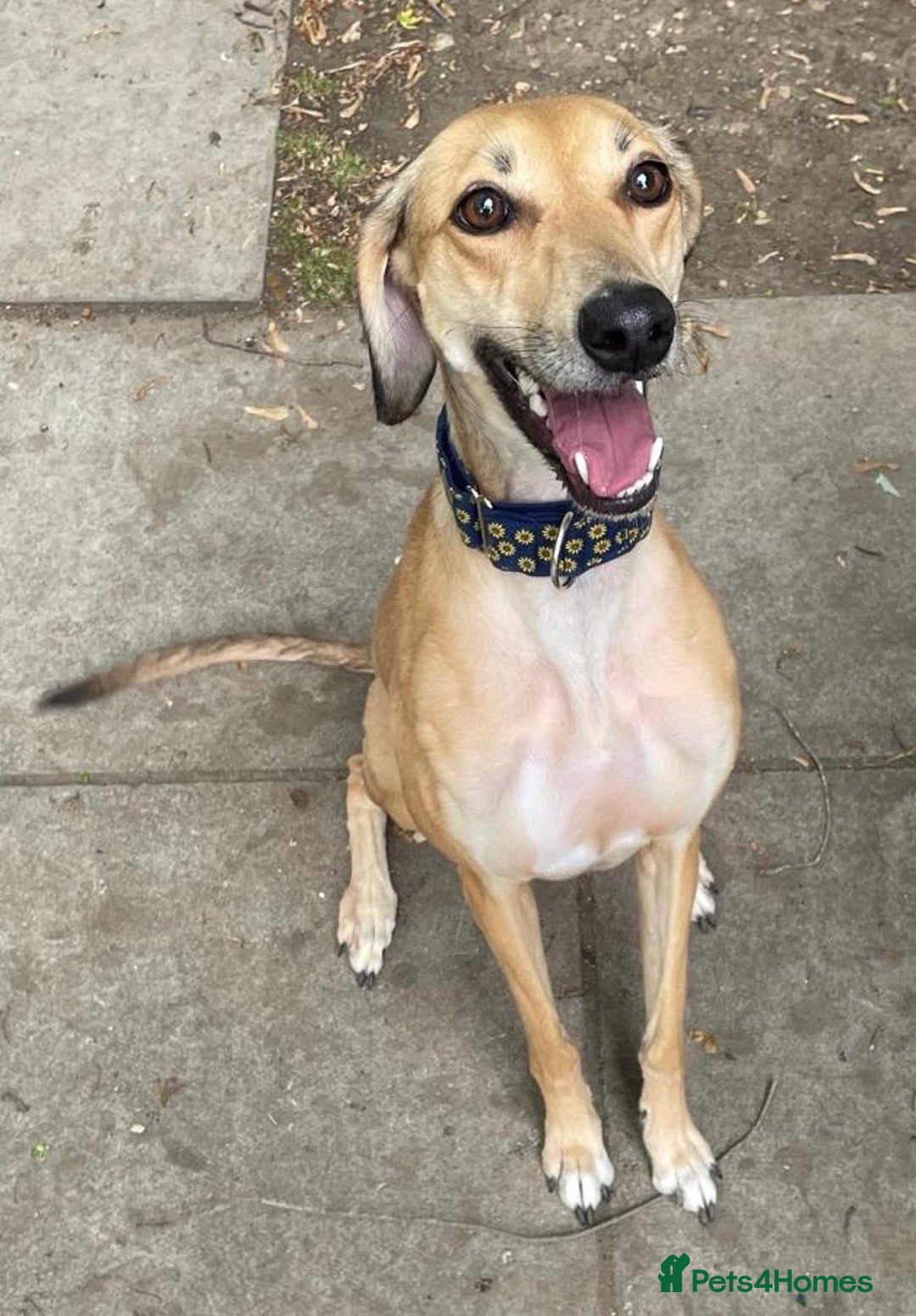 Mixed Breed dogs for sale: Beautiful saluki x greyhound for adoption - Image 8