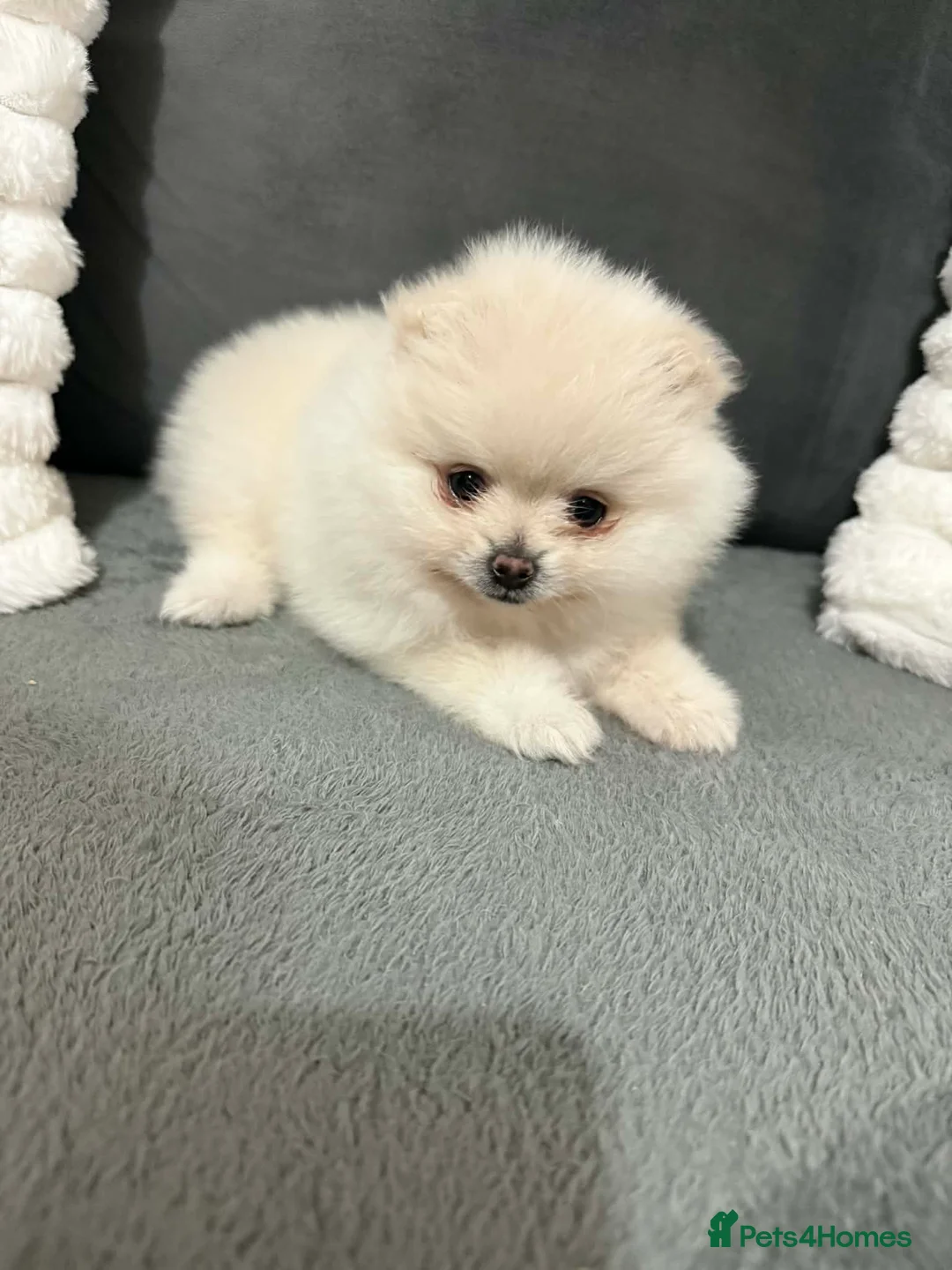 Pomeranian dogs for sale: White Pomeranian girl puppy - Advert 5