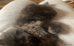 Turkish Angora cats for sale: 3 beautiful kittens ready to find a loving home  - Image 16