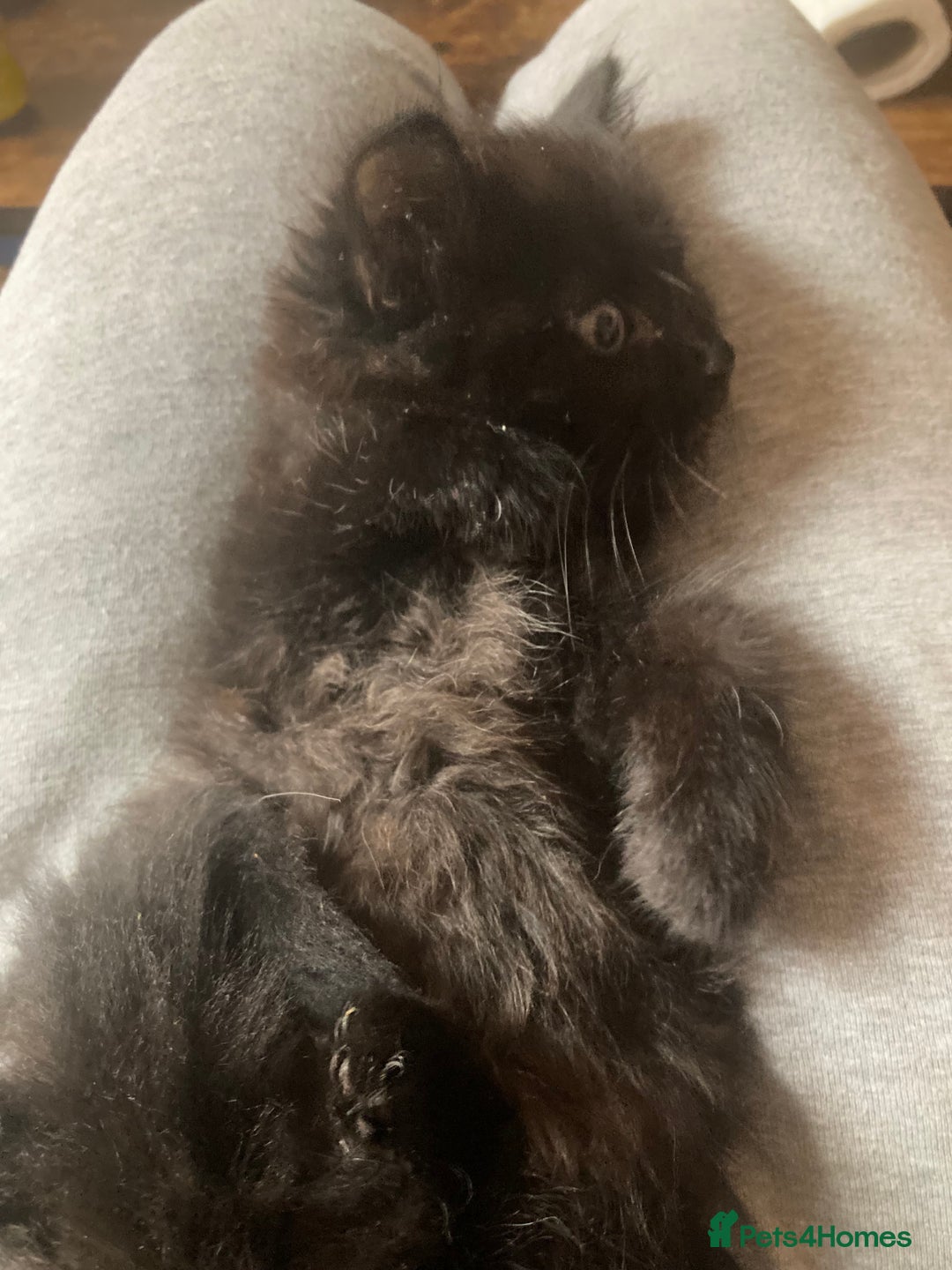 Turkish Angora cats for sale: 3 beautiful kittens ready to find a loving home  - Image 16