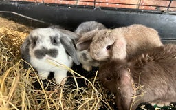 Mini Lop rabbits for sale: Super Friendly Mini Lop Babies - Image 9