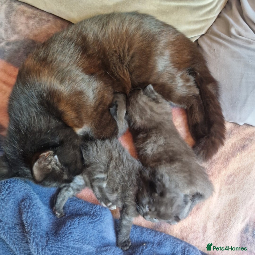 Mixed Breed cats for sale: Beautiful BSH x ragdoll  - Advert 2