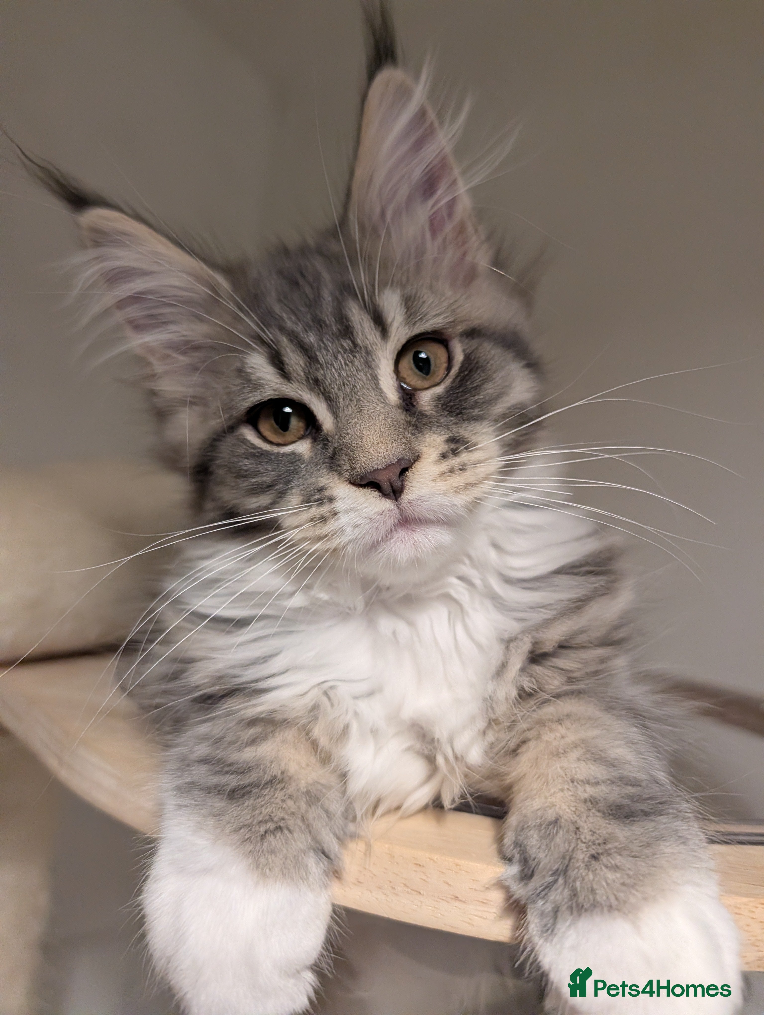 Maine Coon cats Tica Reg Maine Coon kitten from Champion lines  - Advert 1