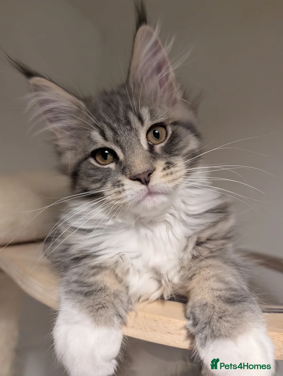 Maine Coon cats for sale: Tica Reg Maine Coon kitten from Champion lines  - Advert 1