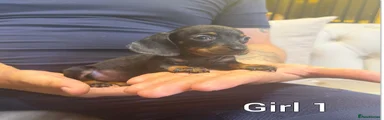 Miniature Dachshund 6