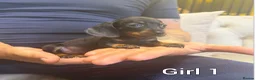Miniature Dachshund dogs for sale: Miniature dachshund  - Advert 15