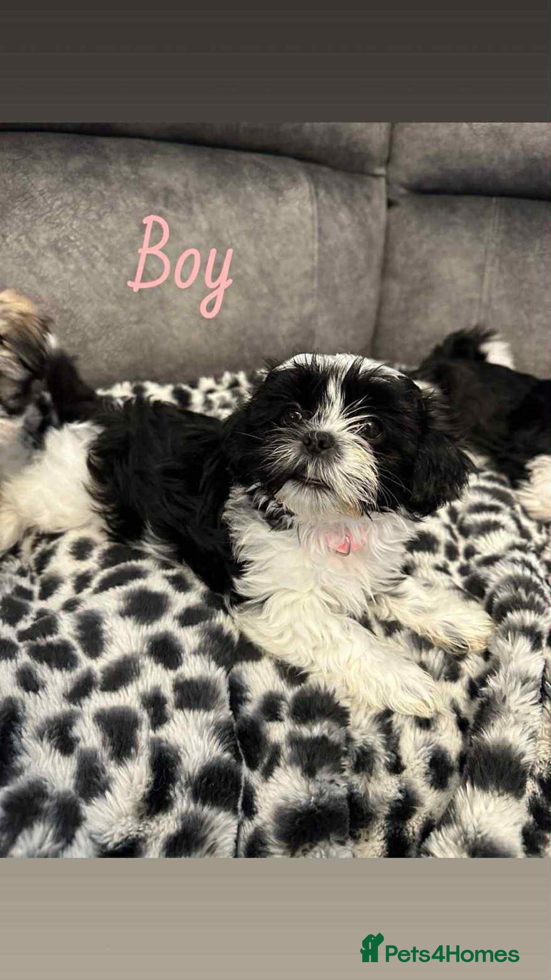 Shih Tzu dogs for sale: 🩷 Beautiful Shitzu Puppies 🩷 - Image 24