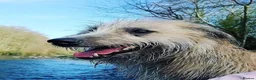 Lurcher dogs for sale: Beautiful Lurcher pups - Advert 12